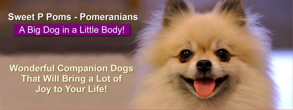 Sweet P Poms - Banner