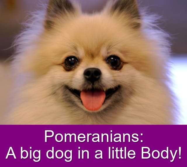 pomeranians for sale in my area